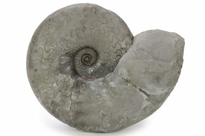 Triassic Ammonite (Ceratites) Fossil - Germany #243503